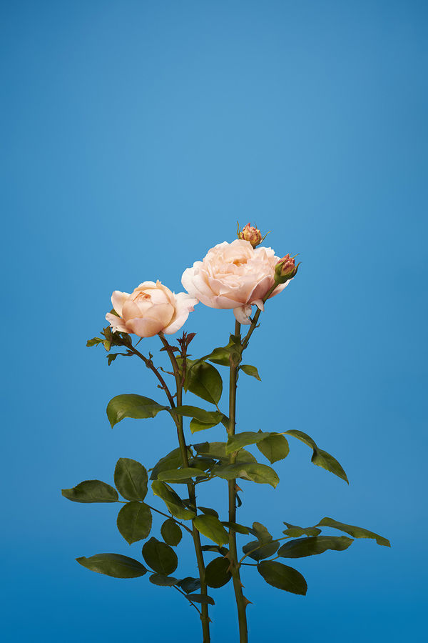 Luke Stephenson, The Lady Gardener, 2017