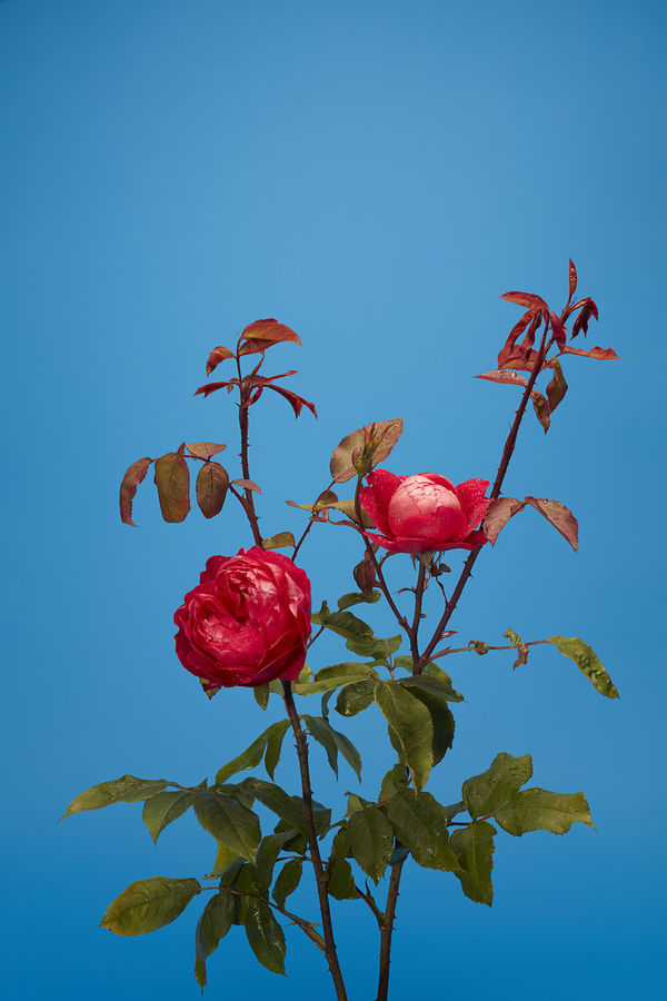 Luke Stephenson, Benjamin Britten, 2017