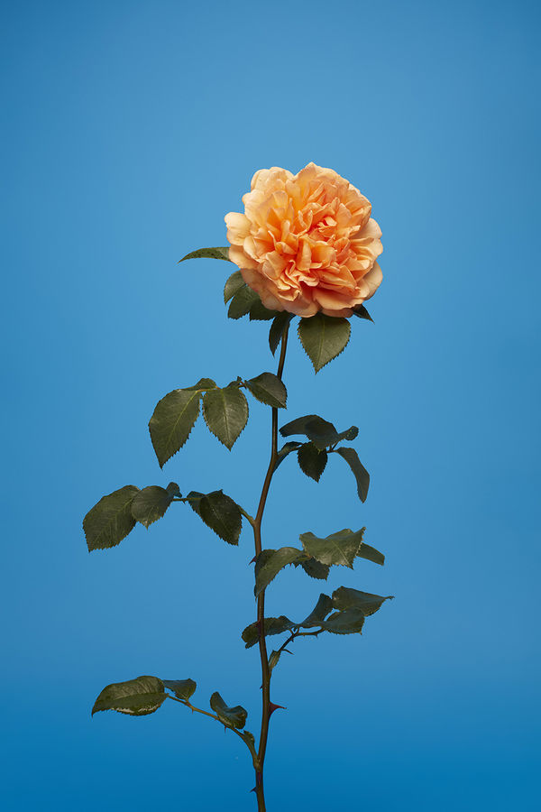 Luke Stephenson, Dame Judi Dench, 2017