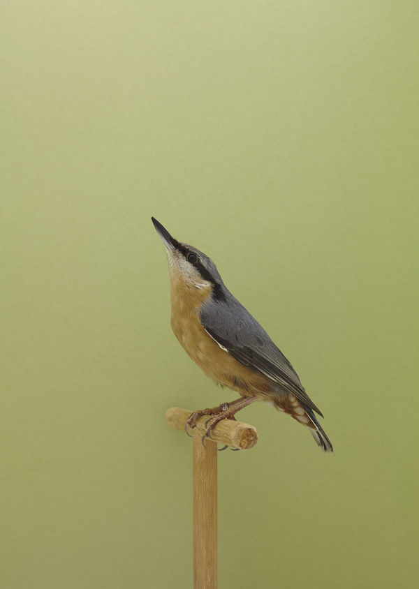 Luke Stephenson, Nuthatch #1, 2016