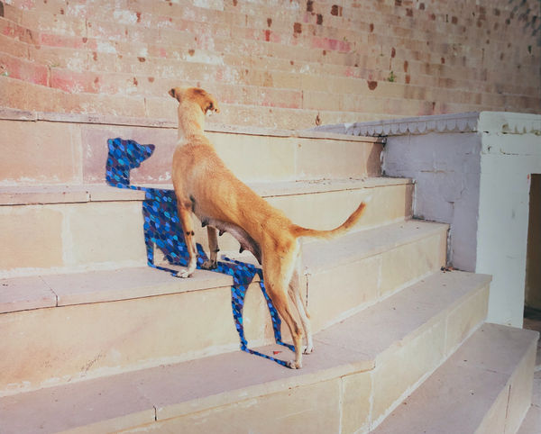 Vasantha Yogananthan Stalking Shadow, 2013 Series: A Myth of Two Souls - acrylic painted prints