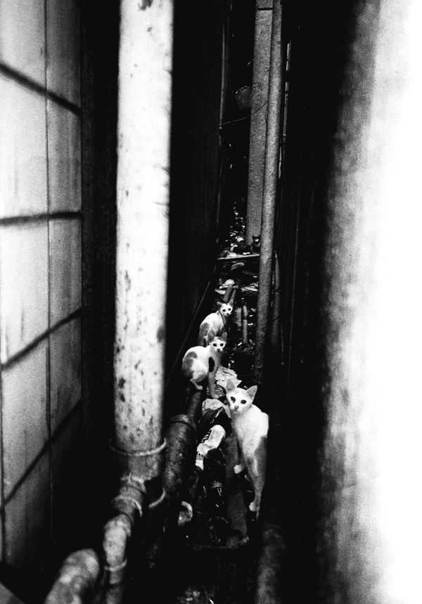 Daido Moriyama, Shinjuku, 2002