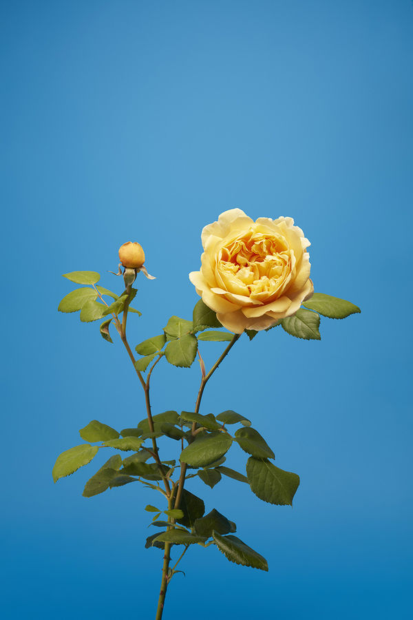 Luke Stephenson, Charles Darwin, 2017