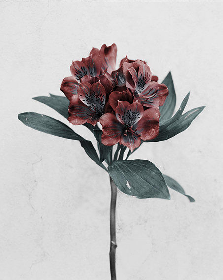 Vee Speers, Alstroemeria, 2016