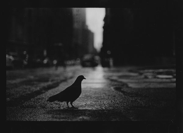 Giacomo Brunelli, Untitled (Pigeon Grand Central), 2018