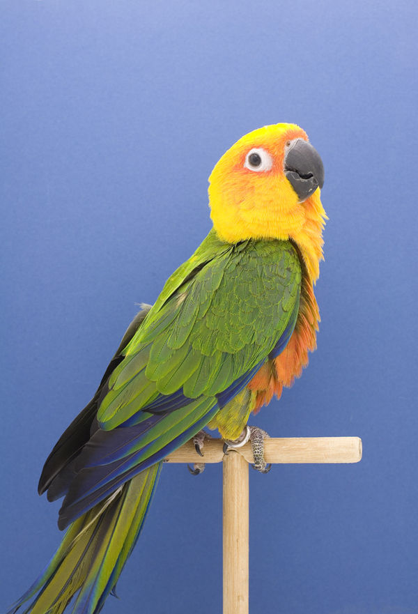 Luke Stephenson, Conures #3, 2009