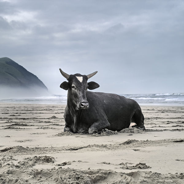Daniel Naudé, Xhosa Cow on the Shore, Mgazi, Eastern Cape, 2010