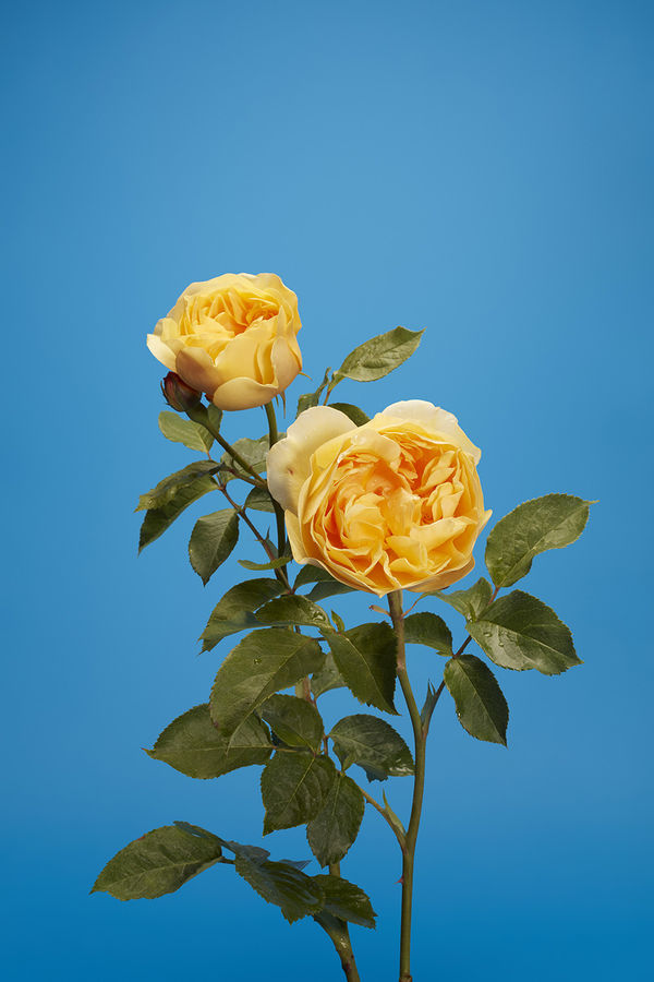 Luke Stephenson, Graham Thomas, 2017