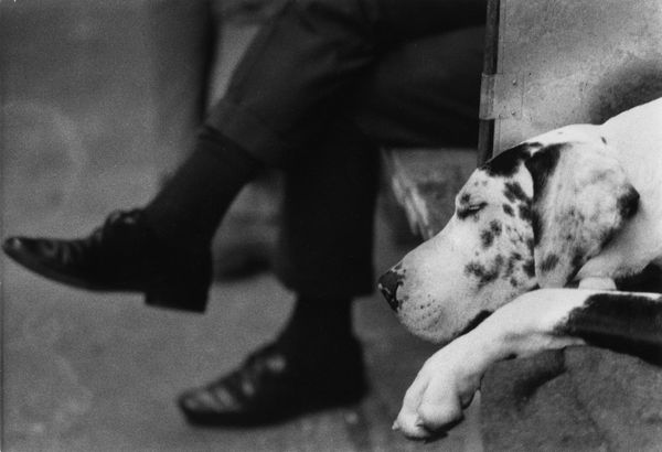 Shirley Baker, Great Dane, Manchester Dog Show, 1966