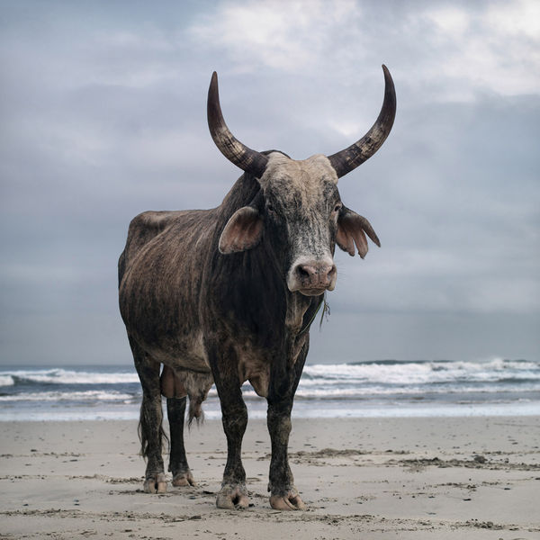Daniel Naudé, Xhosa Bull on Shore 1, Mgazi, Eastern Cape, 2010