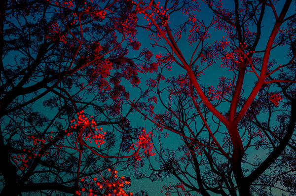 Paul Cupido Estudi Azuriet, 2019