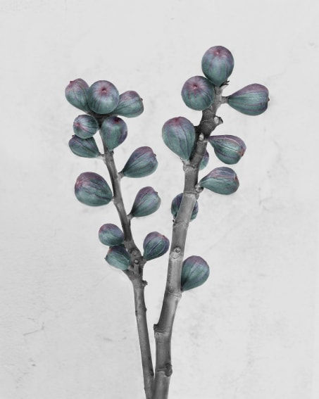 Vee Speers, Ficus Carica, 2016