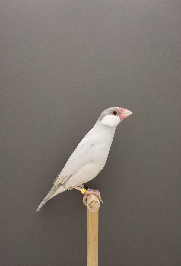 Luke Stephenson, Java Sparrow #3, 2009