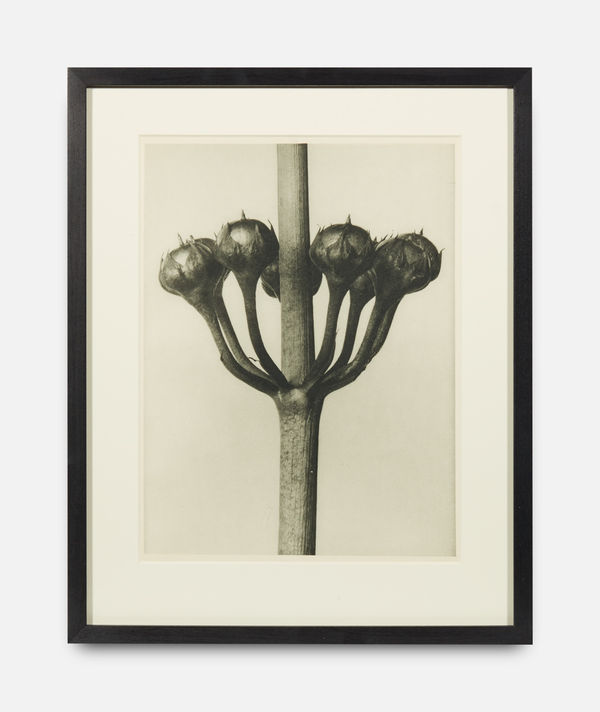 Karl Blossfeldt, Primula Japonica, Urformen der Kunst (Art Forms in Nature), 1928-1932