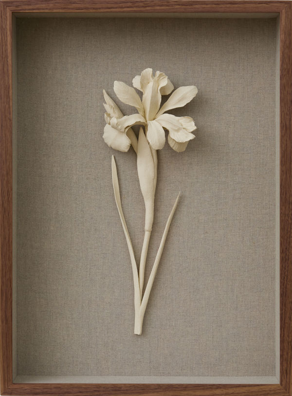 Kaori Tatebayashi, Wild Iris, 2025