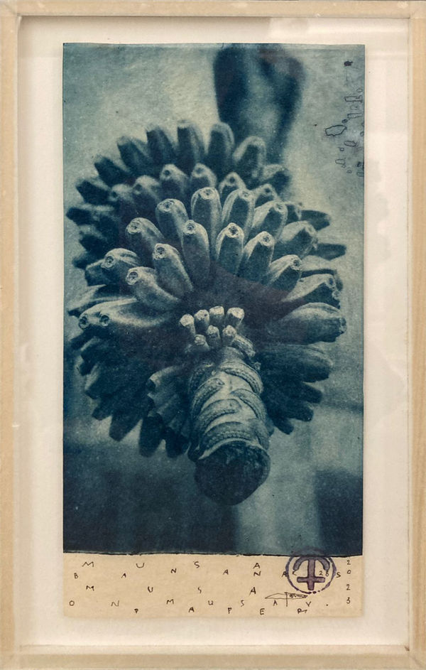 Parme Baratier, Musa Spp Bananas (Banana), 2022