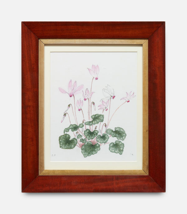 Emma Tennant, Cyclamen Persicum, 2019