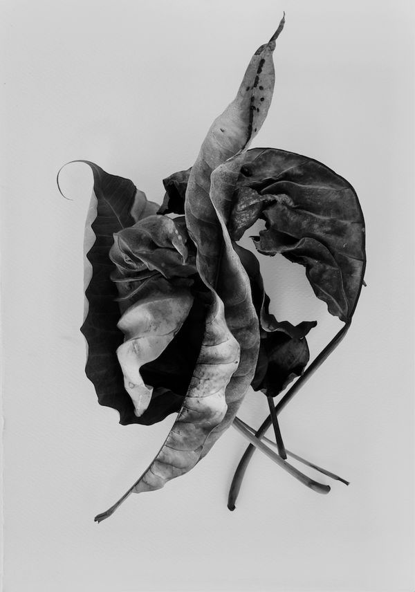 Adam Waymouth, Homage to Rory McEwen, Luxor, 2017