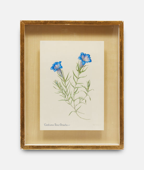 Rory McEwen, Gentiana Sino Ornata I, 1964