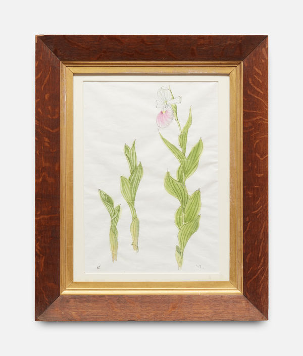 Emma Tennant, Cypripedium Reginae, 2017