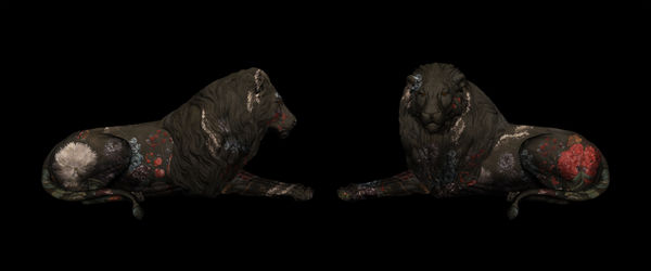 Two lions with dark background