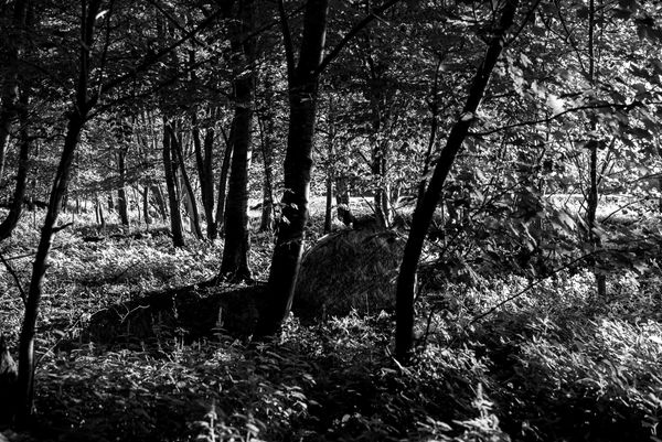 Kevin Harman, Tent 4, 2024