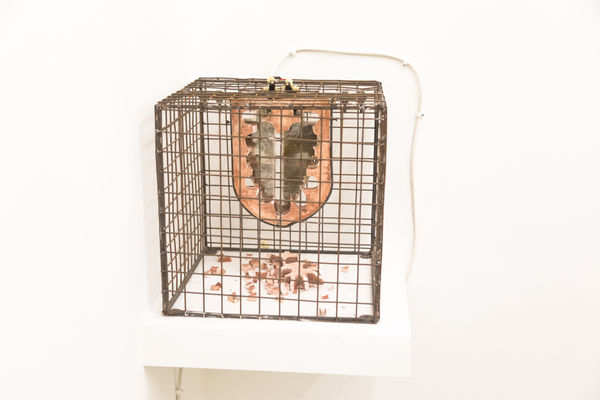 Shailesh B.R., Hot Tongue, 2016