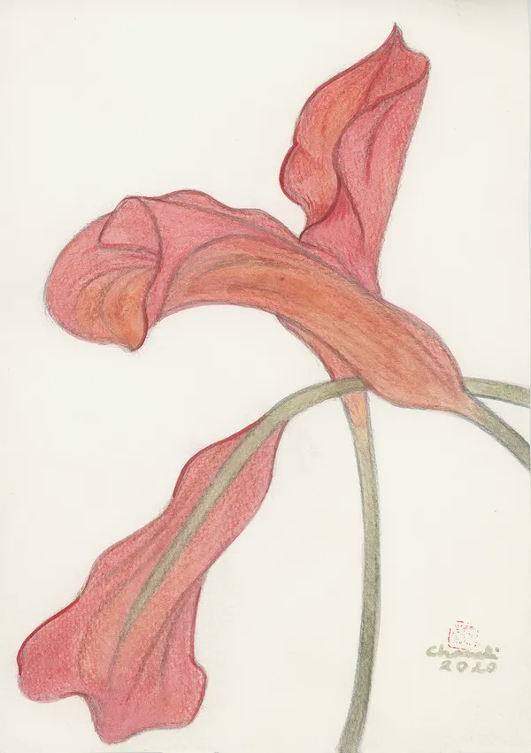 Chameli Ramachandran, Untitled, 2020