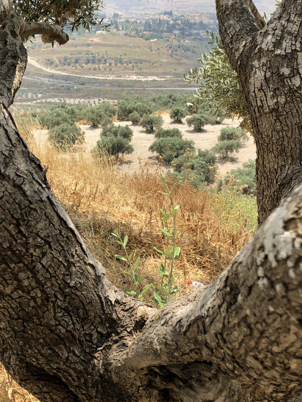 Praneet Soi, View through the Sebastia, Le Maupas