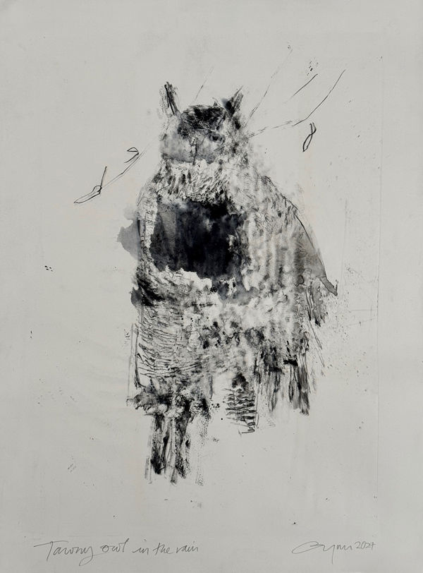 Frances Gynn RWA, Tawny Owl in the Rain, 2023