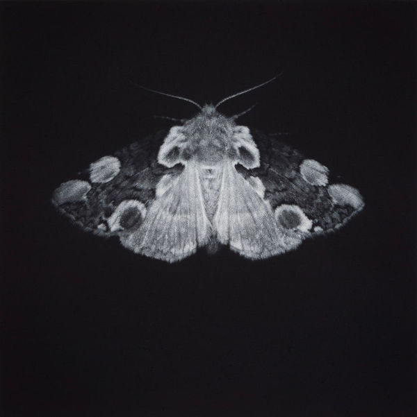 Sarah Gillespie, Peach Blossom, 2024