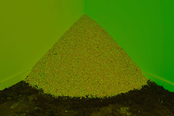 Puppies Puppies (Jade Guanaro Kuriki-Olivo) Untitled (Food For The Animal That Protects My Spirit) (Dove) (Peace), 2022 Cracked corn Dimensions variable