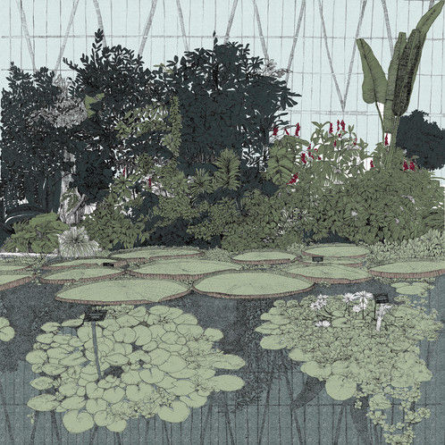 Clare Halifax, What a Waterlily