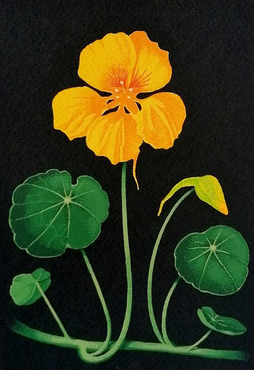 Martin Grover, Nasturtium