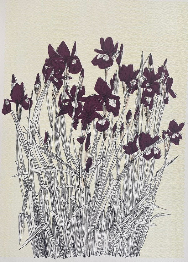 Clare Halifax, French Iris