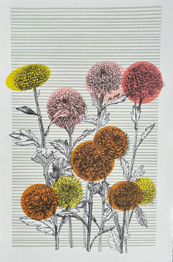 Clare Halifax, Japanese Chrysanthemum 8/100