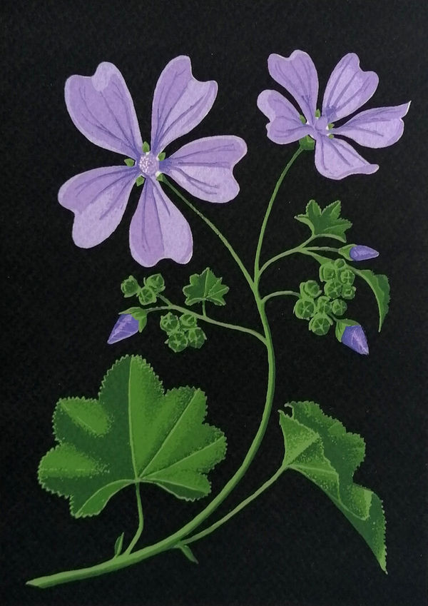 Martin Grover, Common Mallow