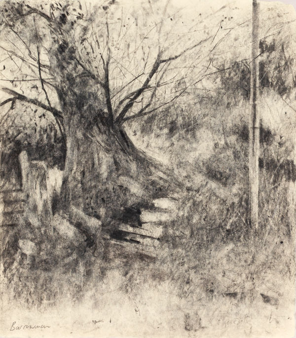 Cornish Oak & Telegraph Pole Andrew Barrowman Charcoal on Awagami, Japanese Handmade Paper