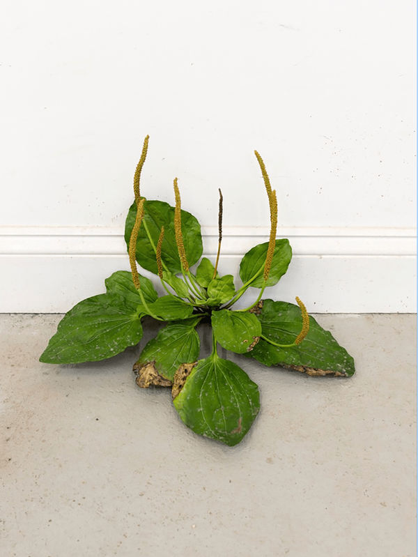 Tony Matelli, Weed #399, 2017