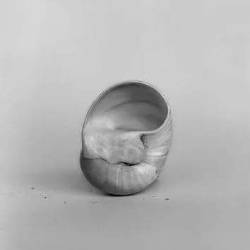 The Shell Collection of the Belgian Royal Family