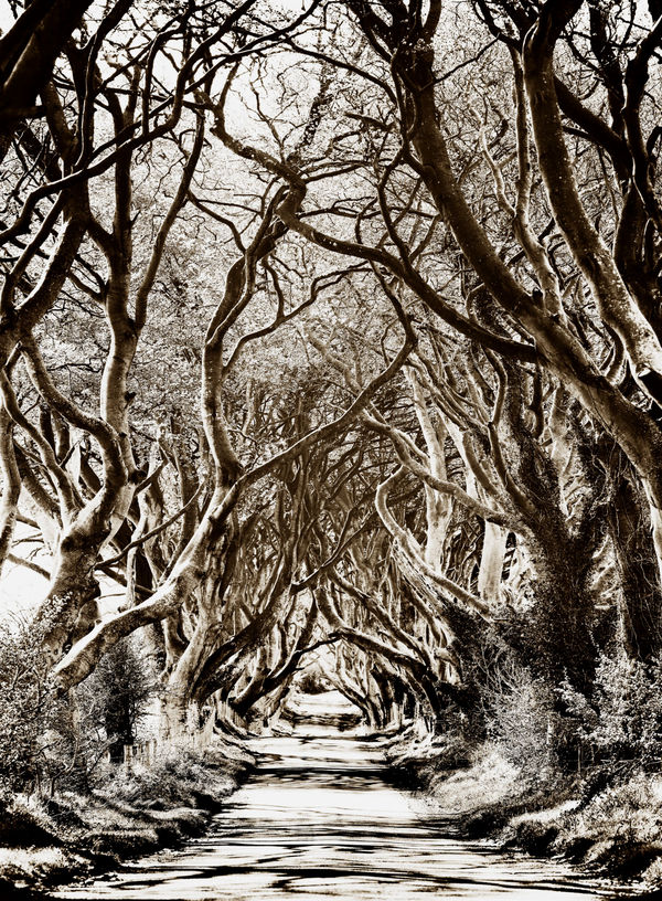 Dark Hedges