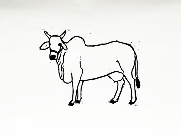 Indian Cow