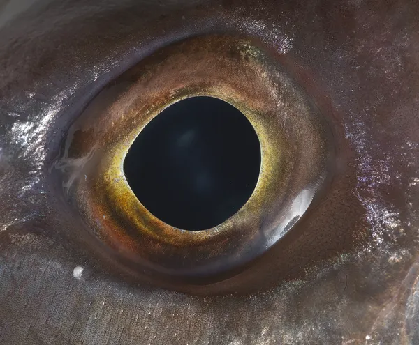 Bruna Esposito, Eye, 2016