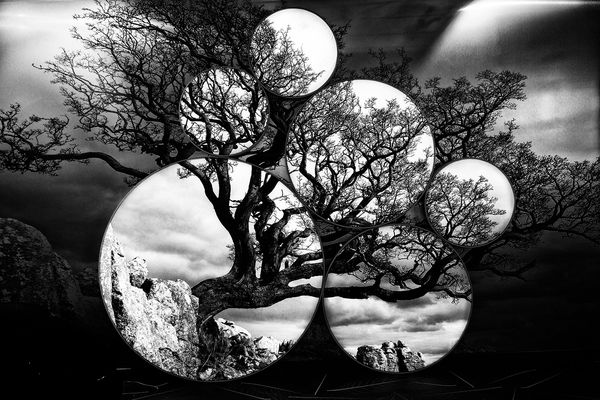 Riccardo Wolfgang, Moon and trees, 2013