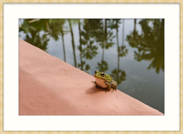 Riccardo Wolfgang, Frog Prince, 2024