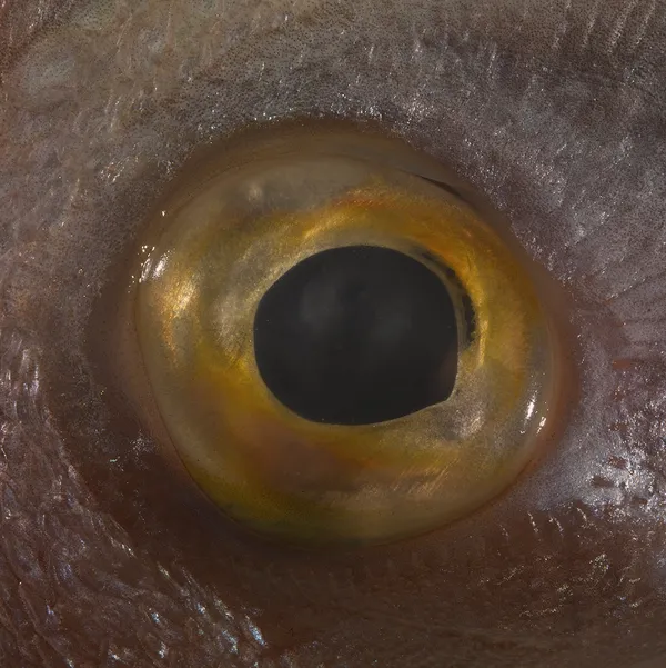 Bruna Esposito, Fish Eye, 2016