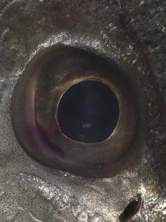 Bruna Esposito Eye, 2016 Lambda print on plexiglass 40 x 19 cm 15 3/4 x 7 1/2 in