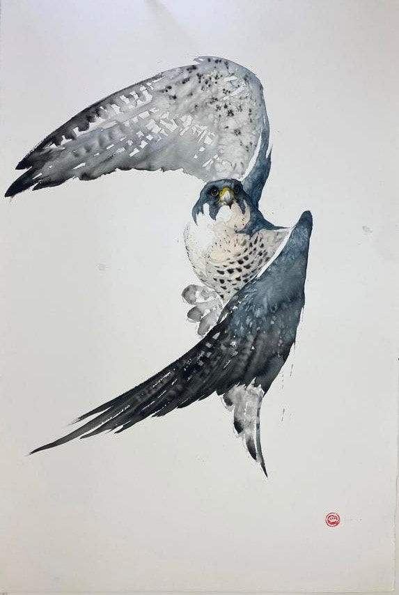 Karl Martens, PEREGRINE FALCON