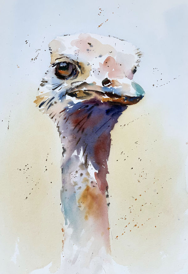 Jake Winkle, OSTRICH