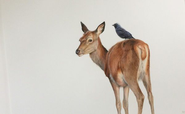 Rachael Wild, THE STOLEN PERCH